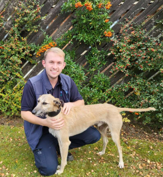 Illustration de l'article : Le courageux parcours de Bang Bang, un Lurcher secouru en pleine forêt après avoir été délaissé