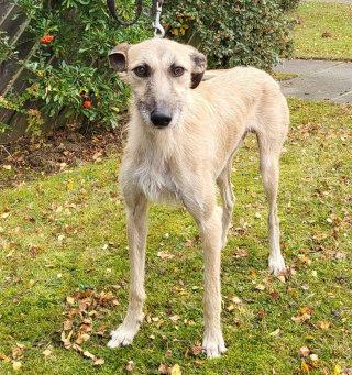 Illustration de l'article : Le courageux parcours de Bang Bang, un Lurcher secouru en pleine forêt après avoir été délaissé