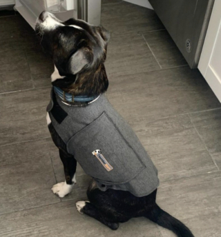 Illustration de l'article : Gilet pour chien ThunderShirt : une solution innovante pour apaiser naturellement les canidés stressés