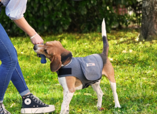 Illustration de l'article : Gilet pour chien ThunderShirt : une solution innovante pour apaiser naturellement les canidés stressés