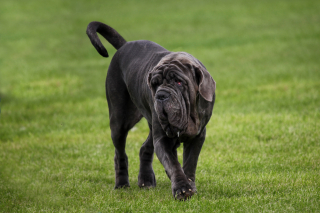 Illustration de l'article : Mâtin de Naples