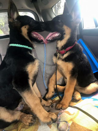Illustration de l'article : 20 photos offrant un aperçu du charme irrésistible des chiots Bergers Allemands