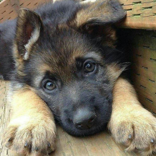 Illustration de l'article : 20 photos offrant un aperçu du charme irrésistible des chiots Bergers Allemands