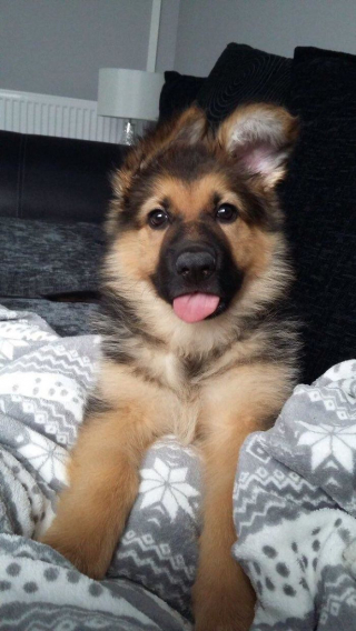 Illustration de l'article : 20 photos offrant un aperçu du charme irrésistible des chiots Bergers Allemands