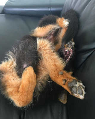 Illustration de l'article : 20 photos offrant un aperçu du charme irrésistible des chiots Bergers Allemands