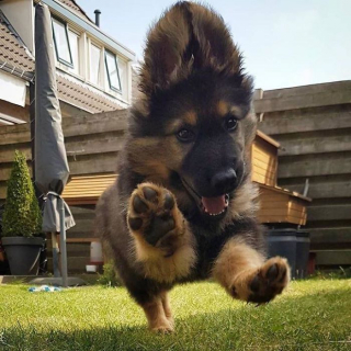 Illustration de l'article : 20 photos offrant un aperçu du charme irrésistible des chiots Bergers Allemands