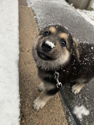 Illustration de l'article : 20 photos offrant un aperçu du charme irrésistible des chiots Bergers Allemands