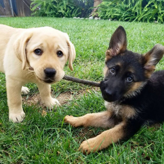 Illustration de l'article : 20 photos offrant un aperçu du charme irrésistible des chiots Bergers Allemands