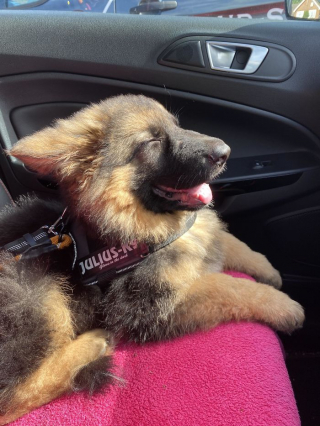 Illustration de l'article : 20 photos offrant un aperçu du charme irrésistible des chiots Bergers Allemands