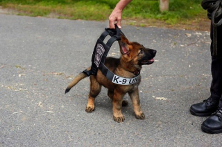 Illustration de l'article : 20 photos offrant un aperçu du charme irrésistible des chiots Bergers Allemands
