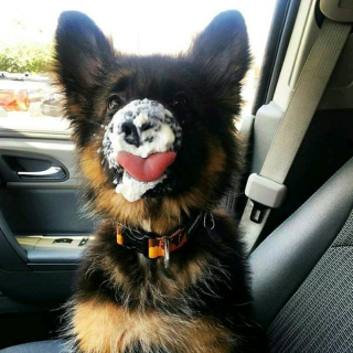 Illustration de l'article : 20 photos offrant un aperçu du charme irrésistible des chiots Bergers Allemands