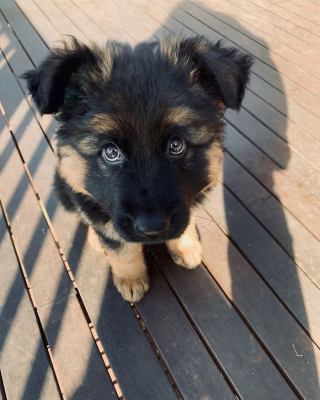 Illustration de l'article : 20 photos offrant un aperçu du charme irrésistible des chiots Bergers Allemands