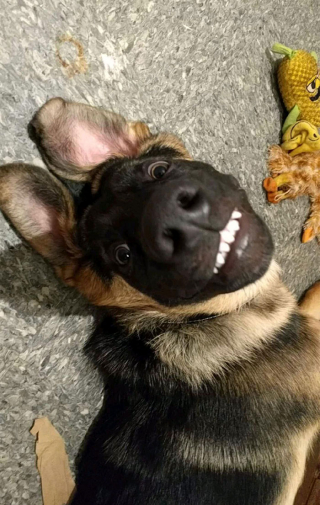 Illustration de l'article : 20 photos offrant un aperçu du charme irrésistible des chiots Bergers Allemands