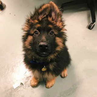 Illustration de l'article : 20 photos offrant un aperçu du charme irrésistible des chiots Bergers Allemands