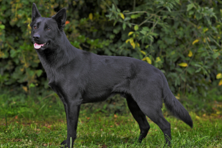 Illustration de l'article : Kelpie