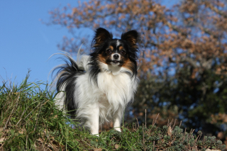 Illustration de l'article : Epagneul Nain Continental