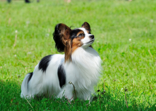 Illustration de l'article : Epagneul Nain Continental