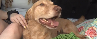 Illustration de l'article : Le sauvetage de Teddy, ce chien qui réconfortait les victimes et se retrouve aujourd'hui blessé 