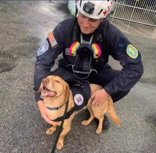 Illustration de l'article : Le sauvetage de Teddy, ce chien qui réconfortait les victimes et se retrouve aujourd'hui blessé 