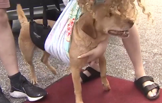 Illustration de l'article : Le sauvetage de Teddy, ce chien qui réconfortait les victimes et se retrouve aujourd'hui blessé 