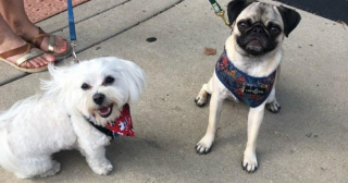 Illustration de l'article : Charly le Bichon Maltais et Peggy le Carlin deviennent des stars de TikTok grâce à leur complicité unique (vidéo)