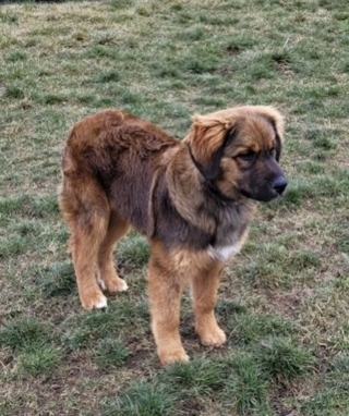 Illustration de l'article : Bear, le chiot croisé Leonberger et Bouvier Bernois, retrouvé après une aventure aquatique éprouvante