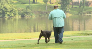 Illustration de l'article : L'incroyable réflexe de Ruger, le Cane Corso qui protège son propriétaire d'un danger mortel