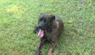 Illustration de l'article : L'incroyable réflexe de Ruger, le Cane Corso qui protège son propriétaire d'un danger mortel