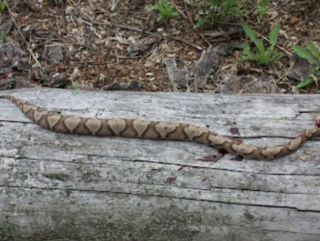 Illustration de l'article : L'incroyable réflexe de Ruger, le Cane Corso qui protège son propriétaire d'un danger mortel