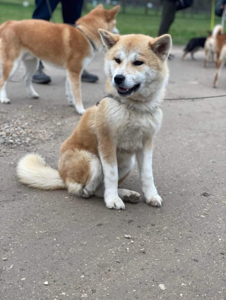 Illustration de l'article : La générosité des internautes permet à Iris, chienne Akita handicapée, de recevoir une prothèse et de retrouver une vie heureuse