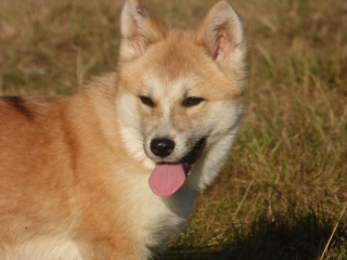 Illustration de l'article : La générosité des internautes permet à Iris, chienne Akita handicapée, de recevoir une prothèse et de retrouver une vie heureuse