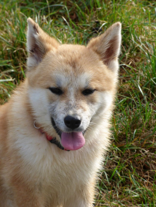 Illustration de l'article : La générosité des internautes permet à Iris, chienne Akita handicapée, de recevoir une prothèse et de retrouver une vie heureuse 