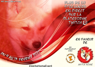 Illustration de l'article : La générosité des internautes permet à Iris, chienne Akita handicapée, de recevoir une prothèse et de retrouver une vie heureuse