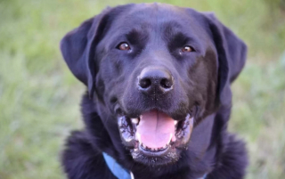 Illustration de l'article : Une femme se fait tatouer l’empreinte du nez de son chien pour lui rendre hommage et le garder près de son cœur pour toujours
