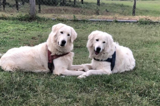 Illustration de l'article : Une chienne disparue depuis 6 mois réapparaît saine et sauve en Australie 