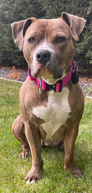 Illustration de l'article : Née avec un handicap, cette petite chienne est aujourd’hui en pleine santé et profite de la vie dans son nouveau foyer 