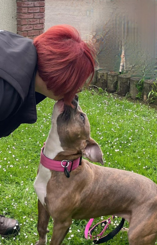 Illustration de l'article : Née avec un handicap, cette petite chienne est aujourd’hui en pleine santé et profite de la vie dans son nouveau foyer 