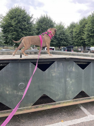Illustration de l'article : Née avec un handicap, cette petite chienne est aujourd’hui en pleine santé et profite de la vie dans son nouveau foyer 