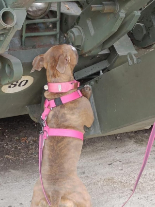 Illustration de l'article : Née avec un handicap, cette petite chienne est aujourd’hui en pleine santé et profite de la vie dans son nouveau foyer 