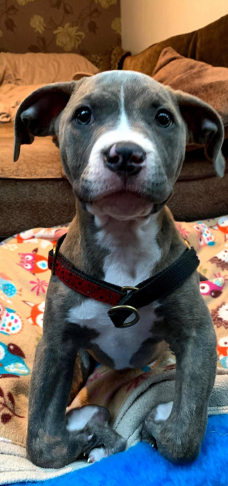 Illustration de l'article : Née avec un handicap, cette petite chienne est aujourd’hui en pleine santé et profite de la vie dans son nouveau foyer 