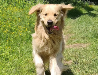 Illustration de l'article : Baloo est un chien spécial : il a pour mission de surveiller les plages d’Italie et n’hésite pas à intervenir pour sauver les nageurs de la noyade