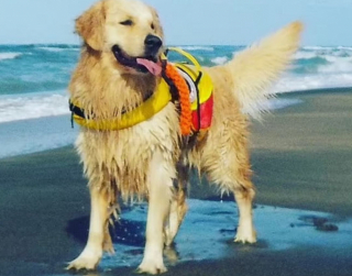 Illustration de l'article : Baloo est un chien spécial : il a pour mission de surveiller les plages d’Italie et n’hésite pas à intervenir pour sauver les nageurs de la noyade