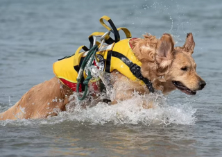 Illustration de l'article : Baloo est un chien spécial : il a pour mission de surveiller les plages d’Italie et n’hésite pas à intervenir pour sauver les nageurs de la noyade