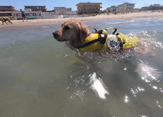 Illustration de l'article : Baloo est un chien spécial : il a pour mission de surveiller les plages d’Italie et n’hésite pas à intervenir pour sauver les nageurs de la noyade