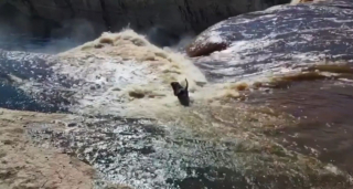 Illustration de l'article : Ce chien est retrouvé sain et sauf malgré sa chute de plus de 30m de hauteur depuis les chutes Alexandra de South Slave !