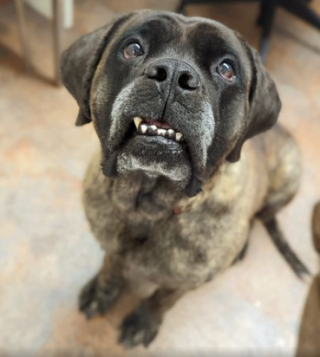 Illustration de l'article : Un refuge use d'humour pour faire adopter un chien hors du commun