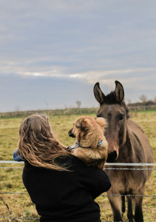 Illustration de l'article : 20 photos de Tofu, chienne de refuge férue de promenades aux bras de sa maîtresse