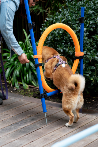 Illustration de l'article : Flexadin lance une gamme pour soutenir le bien-être articulaire de nos animaux de compagnie