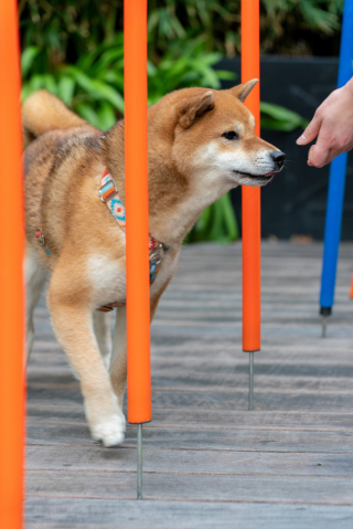 Illustration de l'article : Flexadin lance une gamme pour soutenir le bien-être articulaire de nos animaux de compagnie