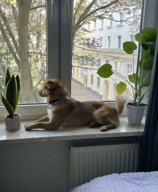 Illustration de l'article : 20 photos de chiens issus de refuges ou de la rue et qui savourent leur nouvelle vie après l'adoption